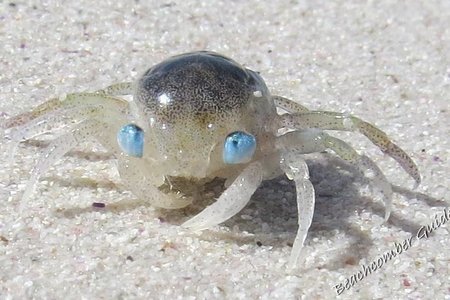 Megalopa larvae of a decapod crab